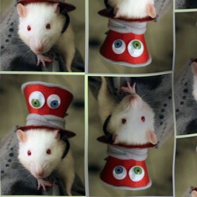 Fancy Rat with a Fancy Hat - The Mad Ratter