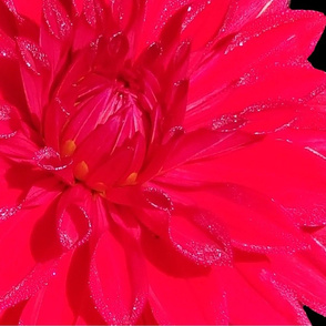 Red Dahlia