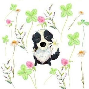 Border Collie Summer Meadow