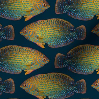 shortnose wrasse (dark teal)