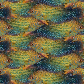 shortnose wrasse cluster