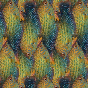 shortnose wrasse cluster (rotated)