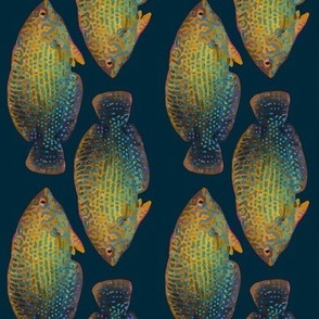 shortnose wrasse stripe (rotated)