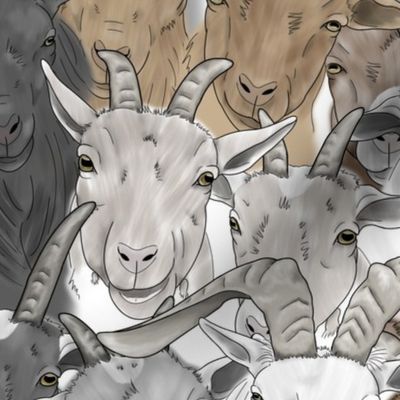 Goat herd faces - medium