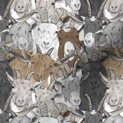 Goat herd faces - small