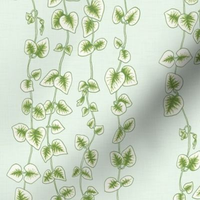 String of Hearts, Pale Green plant botanical succulent vine hand drawn house plant, rosary vine print