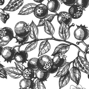 Graphic Berries