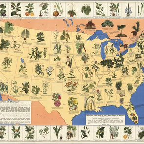 1932 Medicinal Plants of America (27"W)