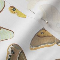Watercolor Moths