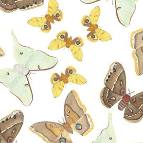 Watercolor Moths