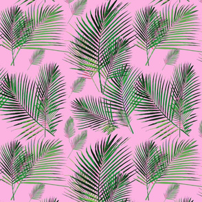 areca palms on pink palm frond 