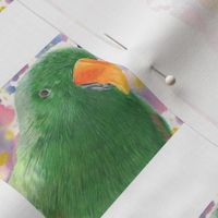 Eclectus Parrot