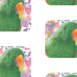 Eclectus Parrot