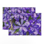 Lativious Iris Purple Flower