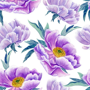   lilac peonies