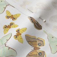 Watercolor Moths -- Small Scale