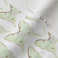 Watercolor Luna Moths -- Small Scale