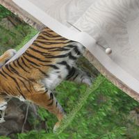 Tiger Allover