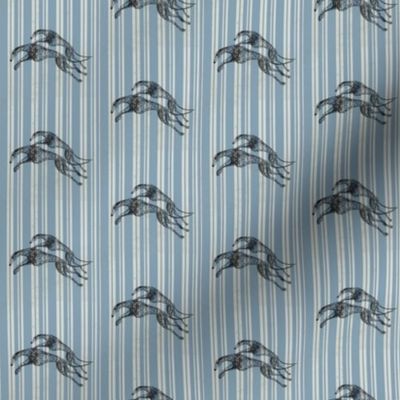 greyhounds, light blue