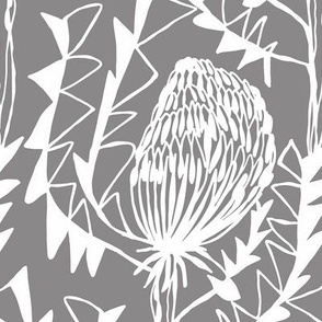 Birds Nest Banksia Grey