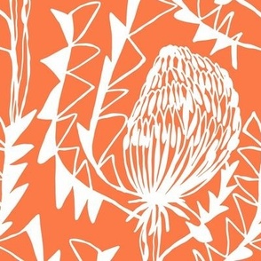 Birds Nest Banksia Orange