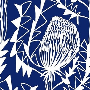 Birds Nest Banksia Blue