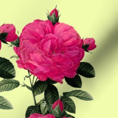 Redoute Roses  ~ Hot Pink of Earrach  