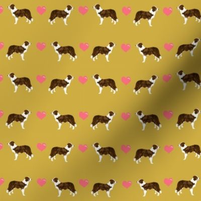 brindle border collie love hearts dog breed 