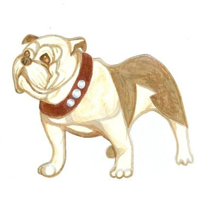 bulldog