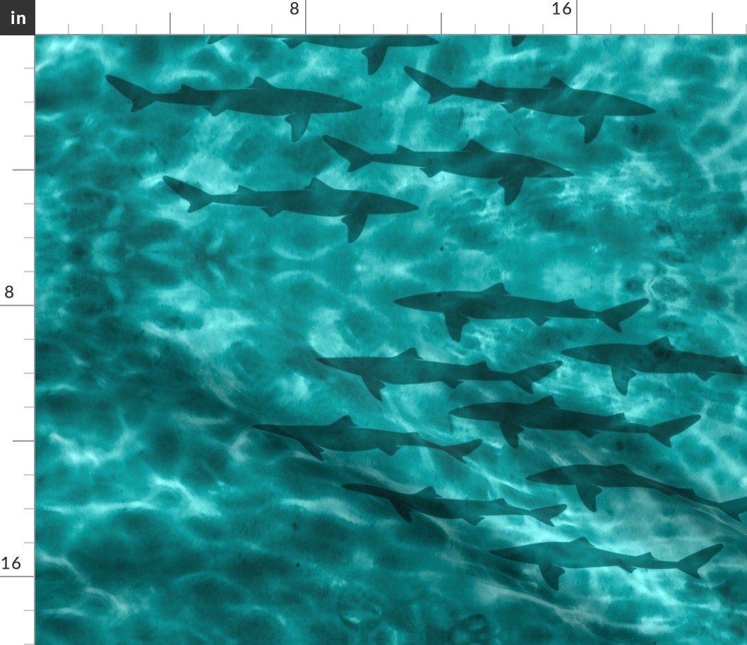 Dogfish sharks in shallow water - zoom for full pattern & self-border effect