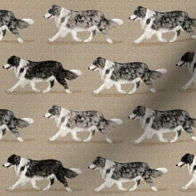4 Colors of Border Collie offset