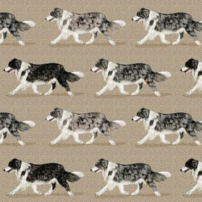 4 Colors of Border Collie offset