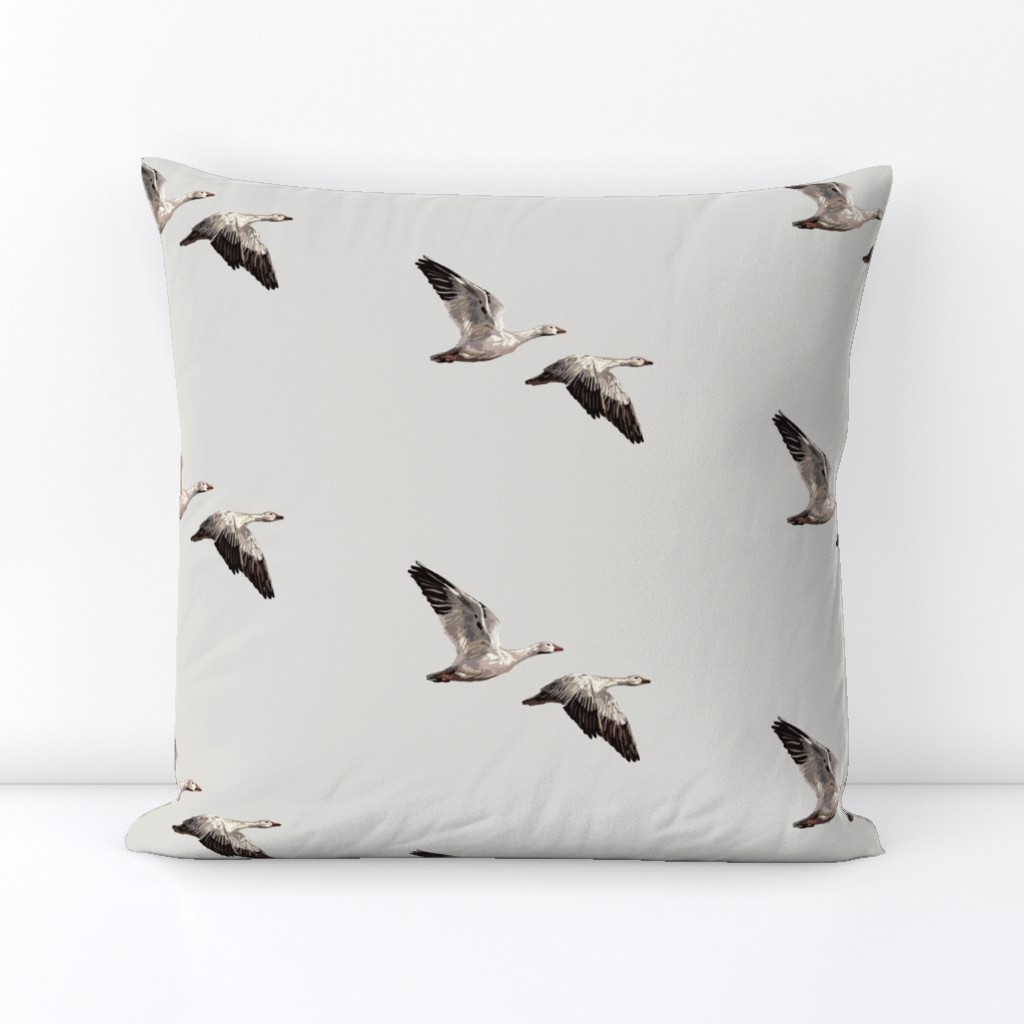 Arctic Snow Geese - Light Gray - Medium Scale