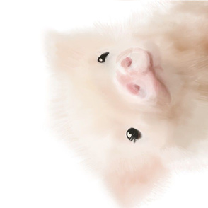 Wittle pig - Close up