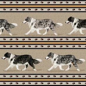 4 Colors of Border Collie Stripe