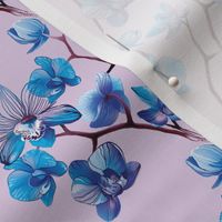 Orchid Blue and Lilac