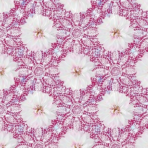 Rustic white Dahlia on white lace (magenta)