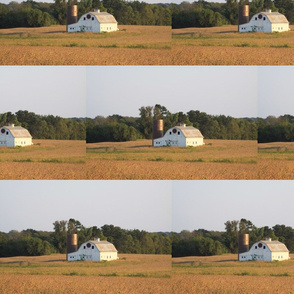 Barn in Cornfield