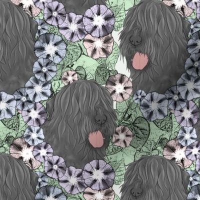 Floral Black Russian Terrier portraits