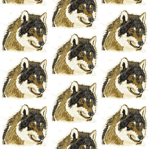 wolf -illustrated