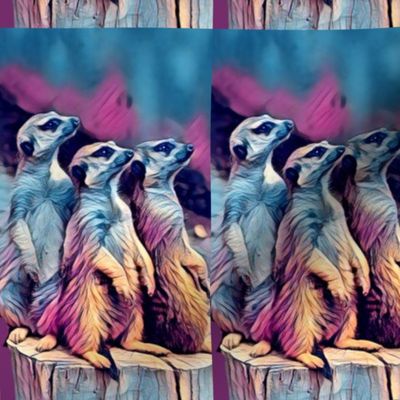 Rainbow Meercats