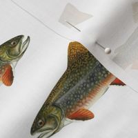 brook trout (5.5")  on white