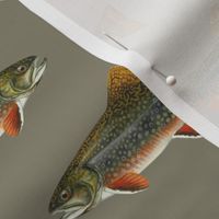 brook trout (5.5")  on pewter grey
