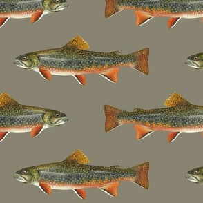 brook trout (5.5")  on pewter grey