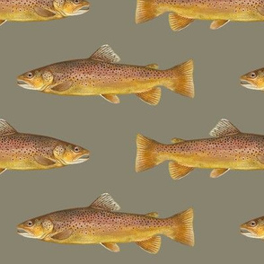 brown trout on pewter grey