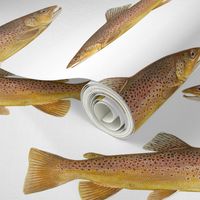 brown trout on white
