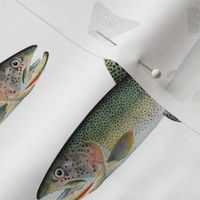 cutthroat trout on white