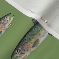 cutthroat trout on vintage green