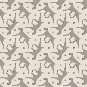 Trotting Weimaraner and paw prints - beige