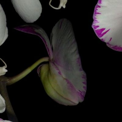 Orchid Ewe Knot Black